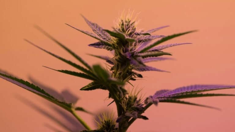 Flowering cannabis plant