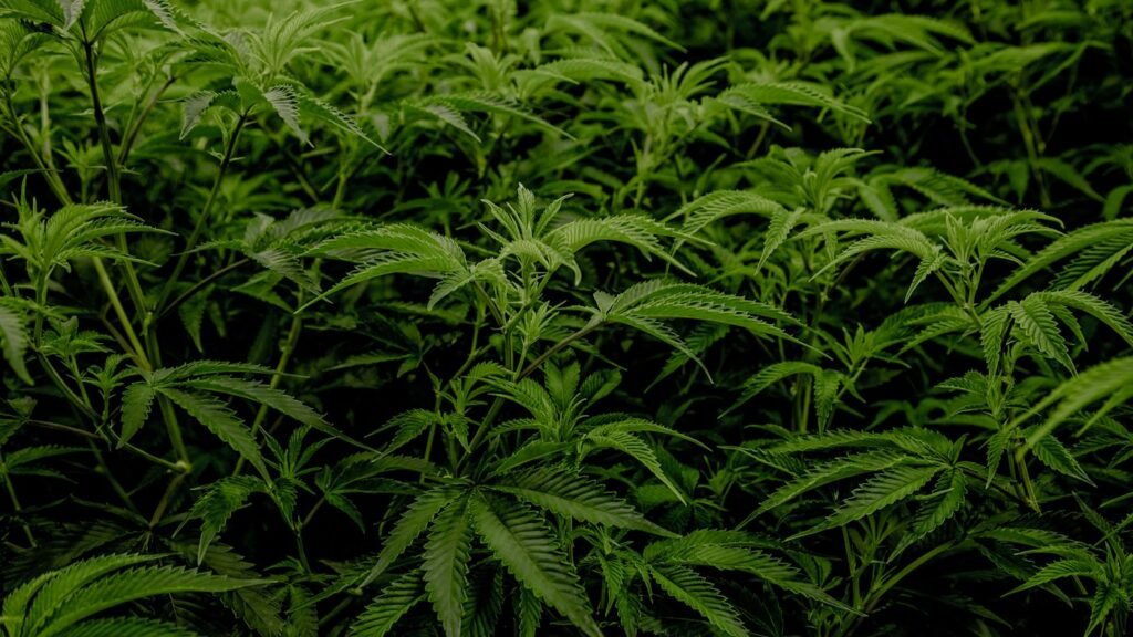Rows of cannabis plants
