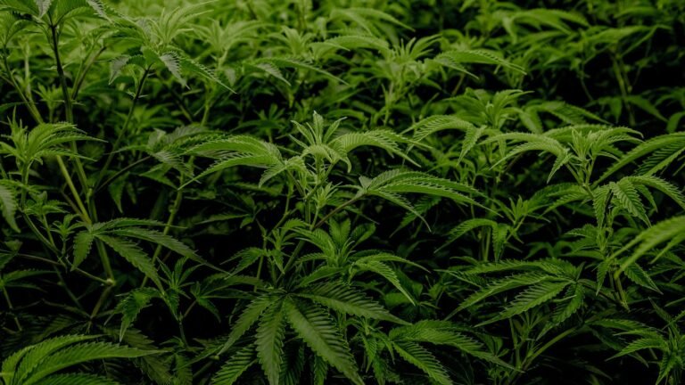 Rows of cannabis plants