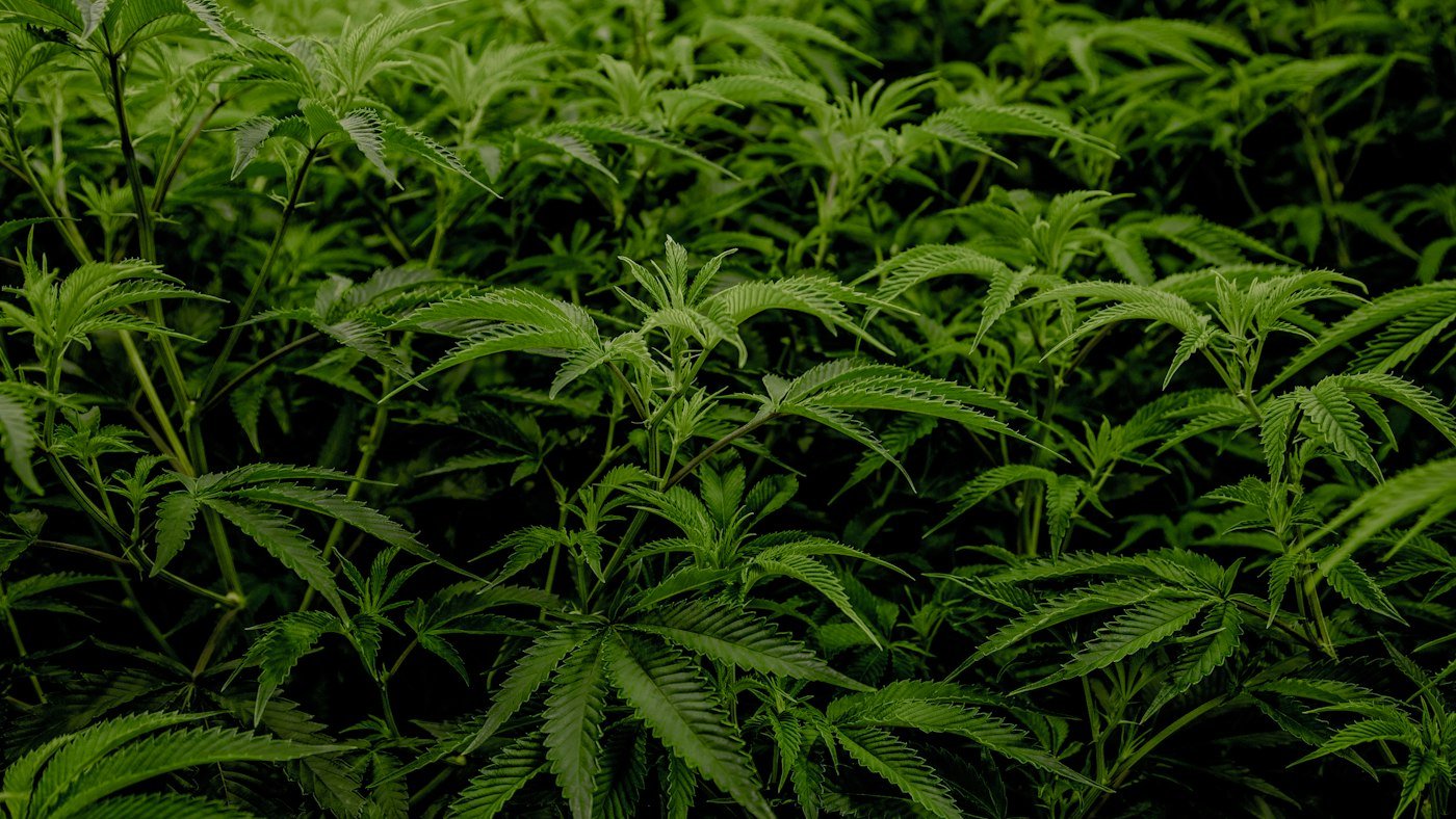 Rows of cannabis plants