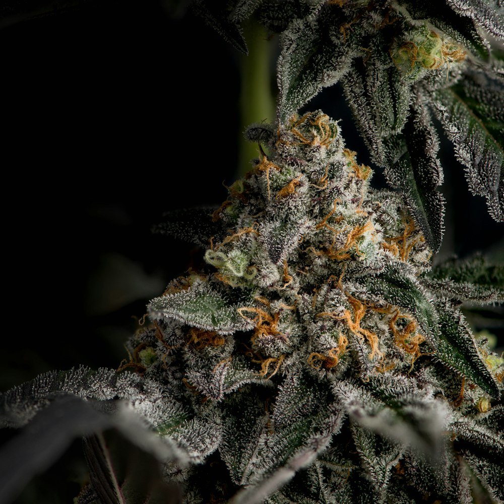 Frosty cannabis flower bud