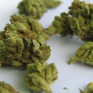 Northern Lights cannabis flower