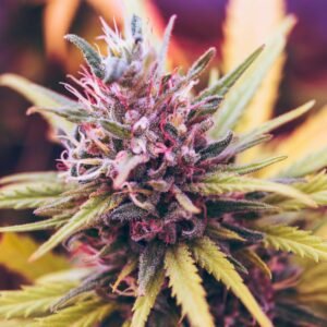 Pink Kush cannabis flower