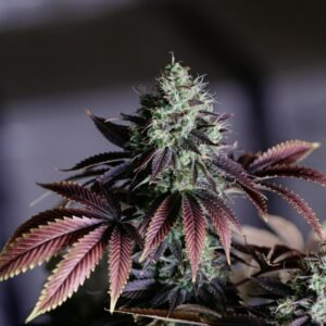 Purple Punch cannabis flower